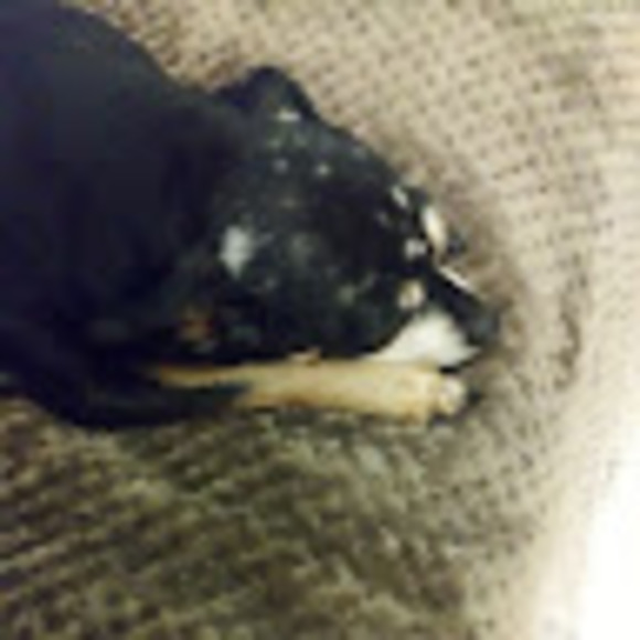 Meet your Posher, Dee - Picture 1 of 1